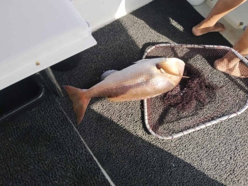 Athens: Fishing Trip Experience on a Boat with Seafood Meal - Who is this trip best suited for?