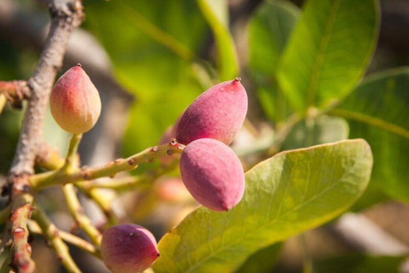 Athens: Guided Day Trip to Aegina Island with Swimming - Final Thoughts