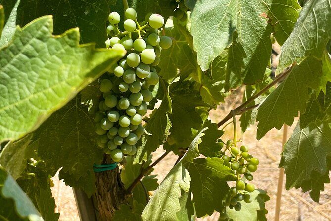 Athens to Nemea Wine Experience Tour - Is This Tour Worth It?