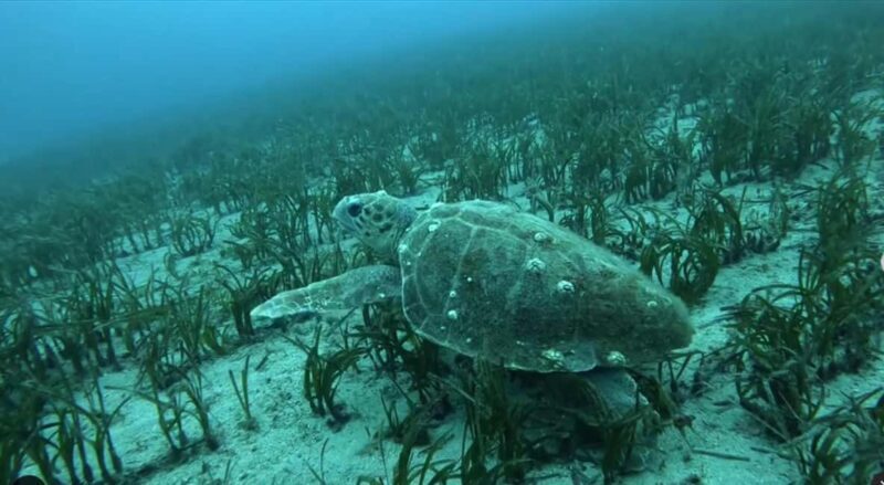 Athens: Try Scuba Diving - Transportation and Timing