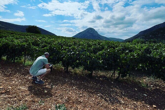 Athens Wine Tour with Wine Expert - Stop 1: Markou Vineyards