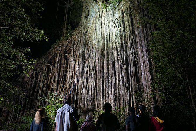 Atherton Tablelands Rain Forest by Night from Cairns - Nighttime Rainforest Walk
