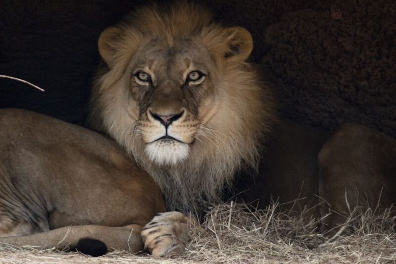 Atlanta CityPASS®: Save up to 49% at 5 Top Attractions - Reviews from Fellow Travelers