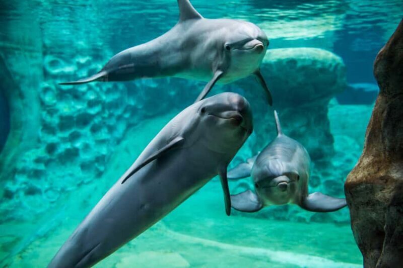 Atlanta: Georgia Aquarium Skip-the-Box-Office Entry Ticket - FAQs