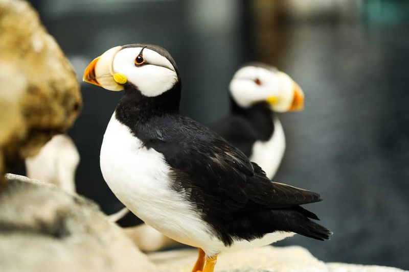 Atlanta: Georgia Aquarium Skip-the-Box-Office Entry Ticket - Cold Oceans and Standout Species in the Aquarium’s Galleries