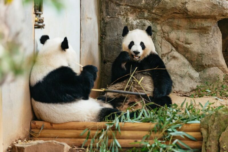 Atlanta: Zoo Atlanta General Admission Ticket - What Is Zoo Atlanta?