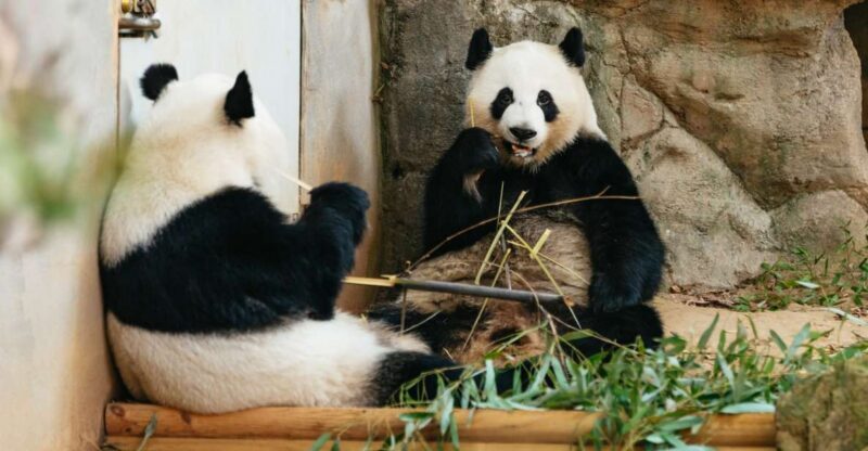 Atlanta: Zoo Atlanta General Admission Ticket - What to Expect During Your Visit