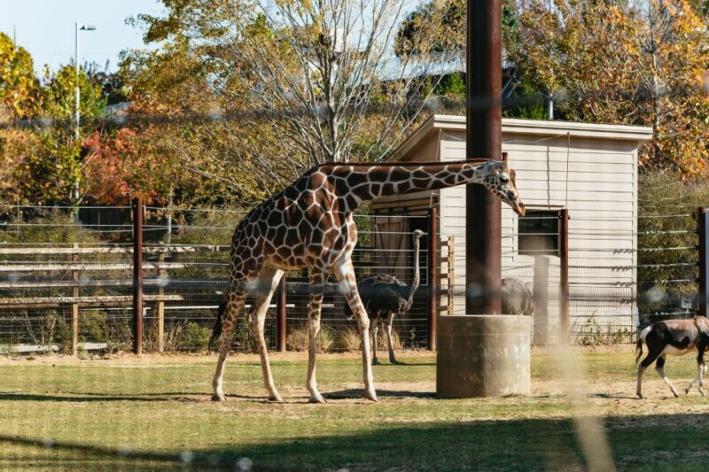 Atlanta: Zoo Atlanta General Admission Ticket - The Pros and Cons