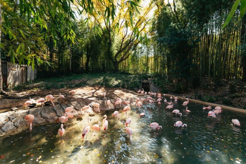 Atlanta: Zoo Atlanta General Admission Ticket - Who Is This Tour Best For?