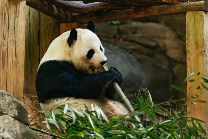 Atlanta: Zoo Atlanta General Admission Ticket - FAQ