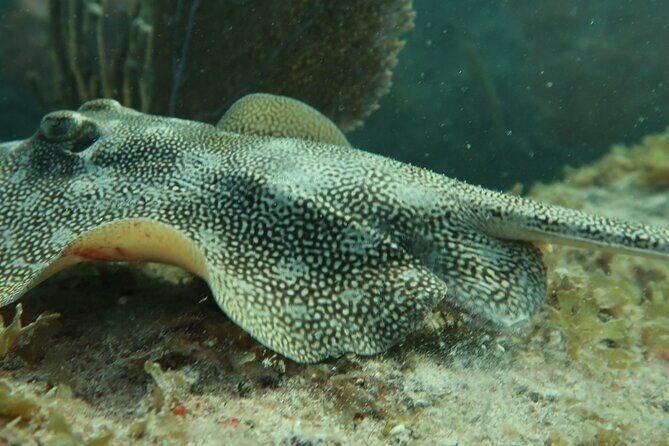 Atlantic Ocean Snorkeling Experience - FAQ