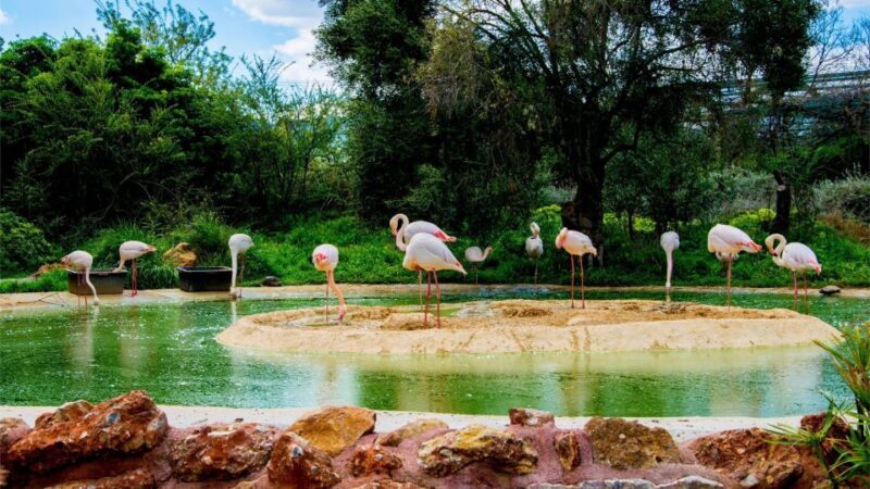 Attica Zoo Park and Designer Outlet Shopping Private Tour - Who Should Consider This Tour?