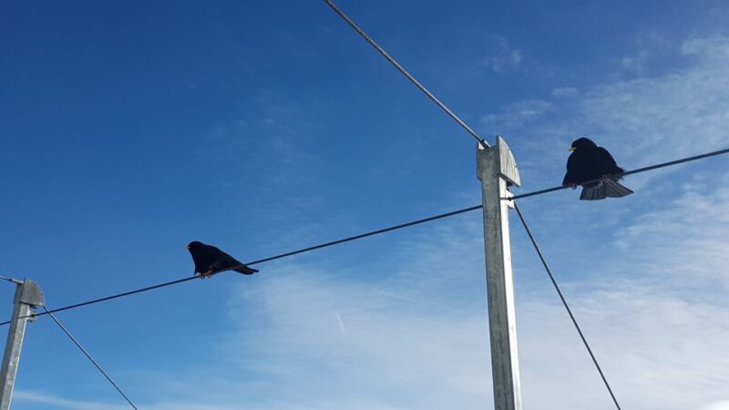 Attraction Ticket: Jungfraujoch self-guided day trip - Key Points