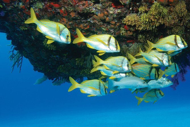 ATV Extreme and Snorkel Combo Tour from Cancun - Discovering the Highlights of the Tour