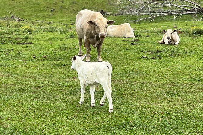ATV Ranch ride Big Island Hawaii - Final Thoughts