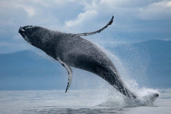 ATV & Whale Watching Full day adventure in Reykjavik - FAQs