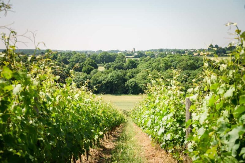 Aubance: Tour and Tasting at Domaine de Haute Perche - Value and Price