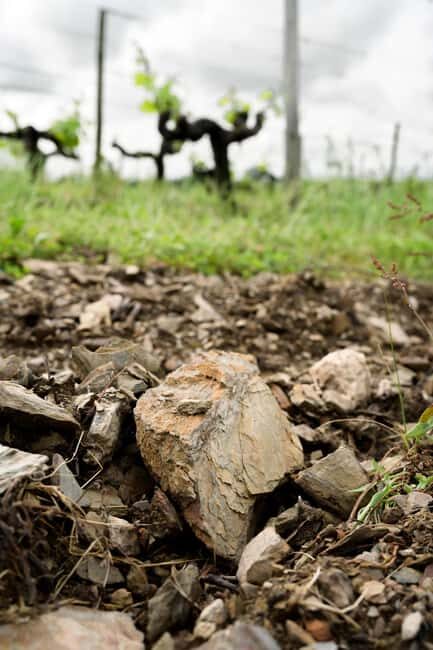 Aubance: Tour and Tasting at Domaine de Haute Perche - Final thoughts