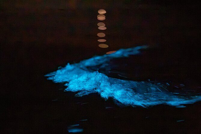 Auckland Bioluminescence Kayak Tour - Who Is This Tour Best For?