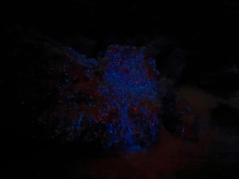 Auckland: Bioluminescence Kayak Tour with Guide - The Experience in Detail