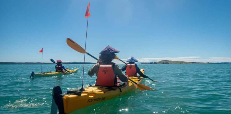 Auckland: Browns Island (Motukorea) Sea Kayak Tour - The Itinerary Breakdown