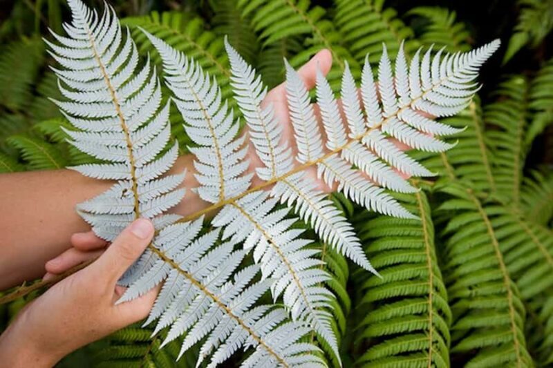 Auckland City and West Coast Luxury Tour - Final Thoughts