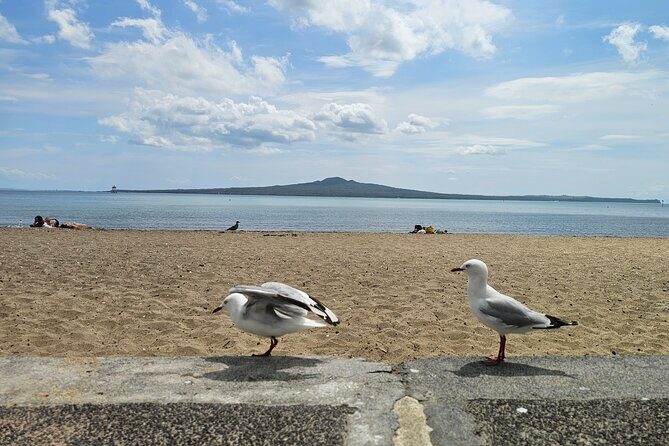 Auckland City Highlights Tour - Who Should Consider This Tour?