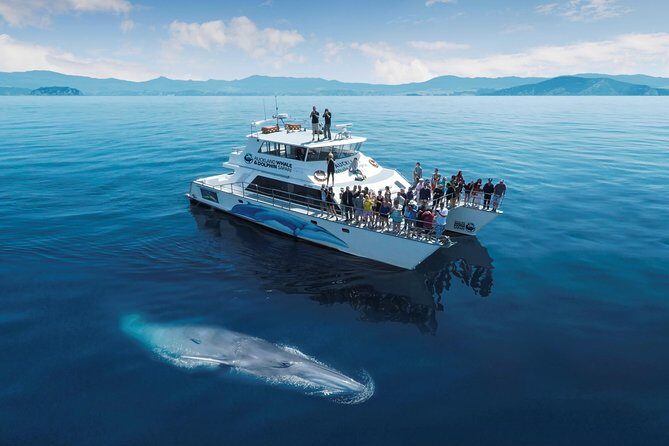 Auckland Dolphin and Whale Watching Eco-Safari Cruise - What’s Included and Expected