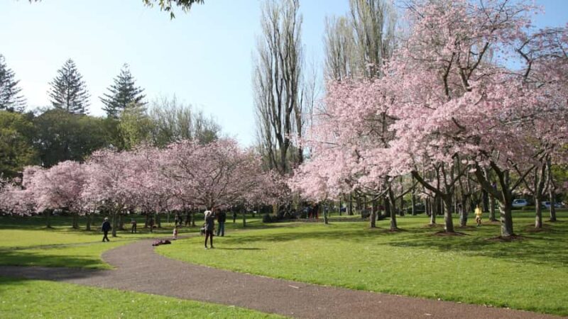 Auckland: Full-Day City Tour - Key Points