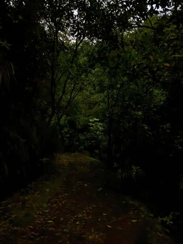 Auckland: Inner-City Glowworm Experience in Ancient Volcano - Who Should Book This Tour?