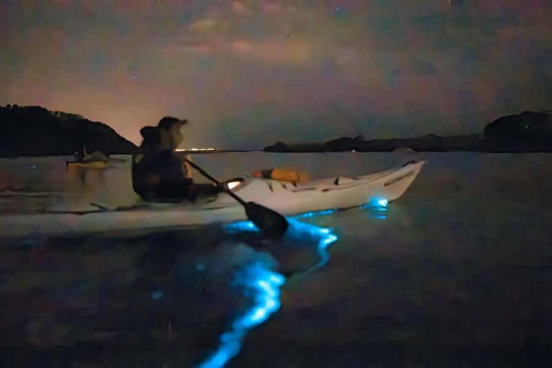 Auckland: Night Kayak Tour in Glowing Bioluminescent Waters - Key Points
