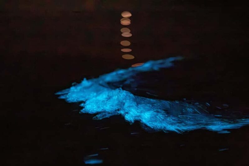 Auckland: Night Kayak Tour in Glowing Bioluminescent Waters - Who Is This Tour Best For?