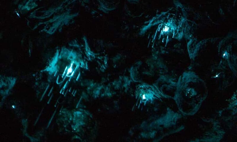 Auckland North Shore Glowworm Tour - Key Points
