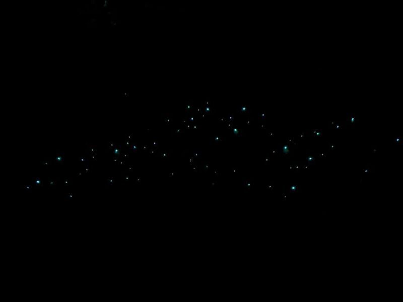 Auckland North Shore Glowworm Tour - What to Expect from the Auckland North Shore Glowworm Tour
