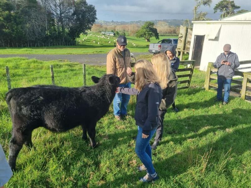 Auckland: Private Sheep & Beef Working Farm Tour - Key Points
