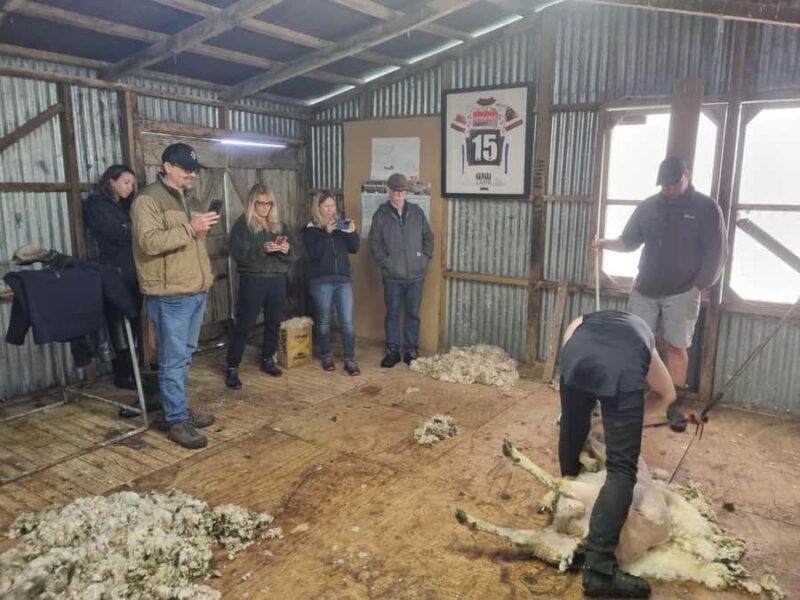 Auckland: Private Sheep & Beef Working Farm Tour - What to Expect from the Tour