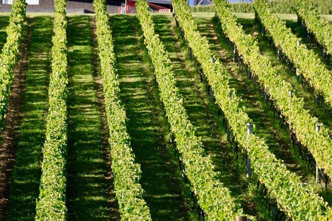 Auckland Region | Island Hopper Package Tour (2 Guests Minimum) - An In-Depth Look at the Auckland Island Hopper Tour