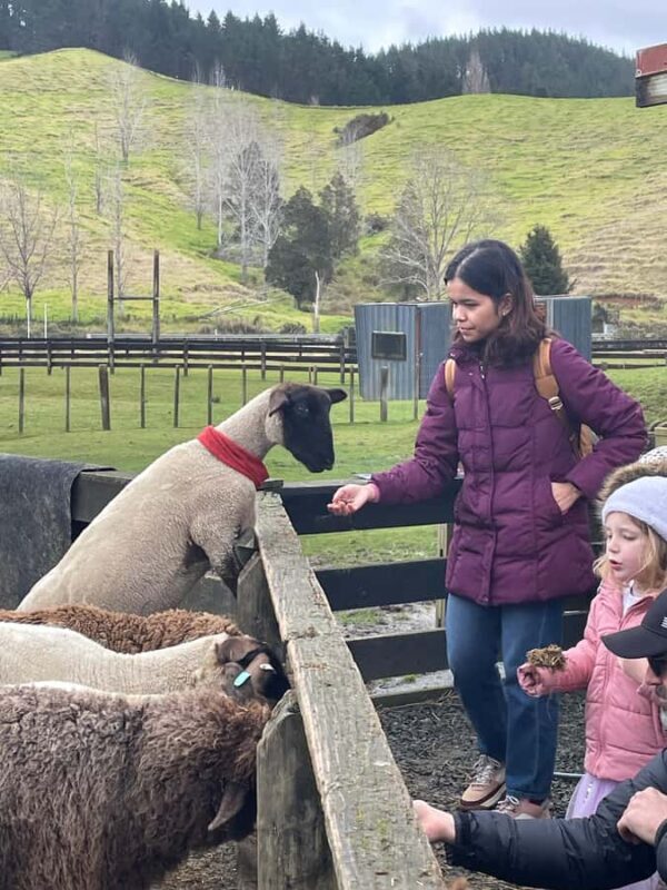 Auckland: Sheepworld, Honey Centre, & Kauri Trail Tour - Key Points