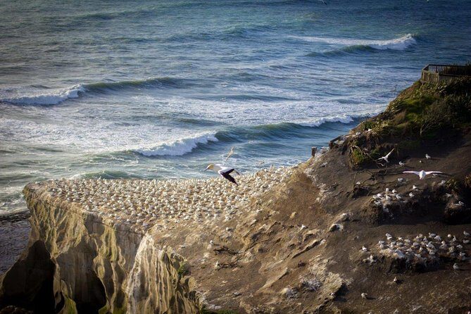 Auckland Sights Exclusive 8 Hour Luxury Day Tour - An In-Depth Look at the Auckland Sights Exclusive Tour