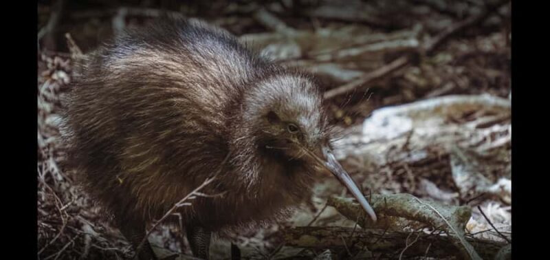 Auckland (Tawharanui): Wild Kiwi Bird Spotting Encounter - Final Thoughts