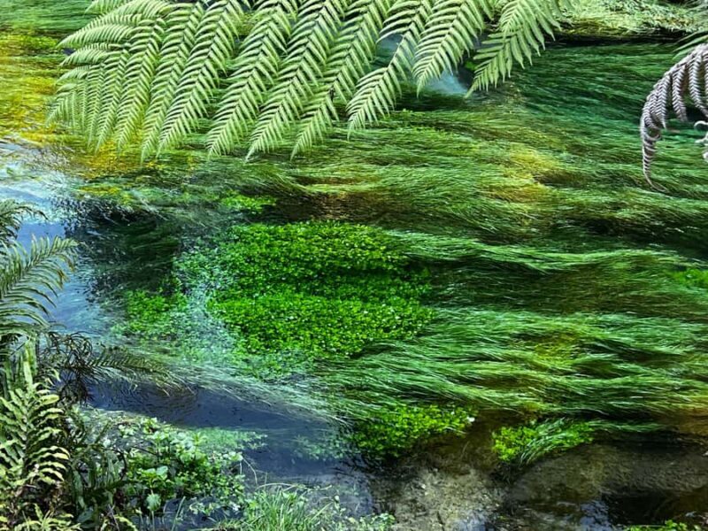 Auckland: TE PUIA Rotorua, Redwood & Blue Springs Day Tour - What the Reviews Say: The Honest Feedback