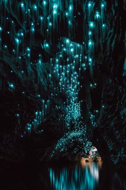 Auckland: Waitomo Caves & Rotorua - Te Puia Small-Group Tour - Key Points