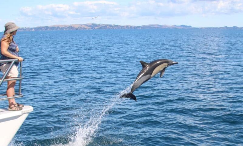 Auckland: Whale and Dolphin Watching Half-Day Eco Cruise - The Experience in Detail