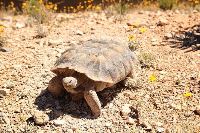 Audio Driving Tour: Grand Canyon West, Hoover Dam Red Rock Canyon - FAQ