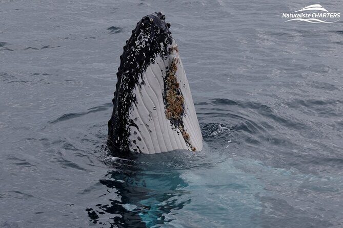 Augusta Whale Watching Eco Tour - FAQ