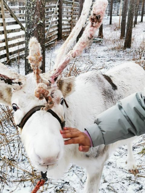 Aurora BBQ in the Private Place in Rovaniemi - Who Should Consider This Tour?