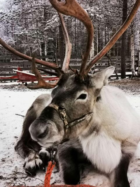 Aurora BBQ in the Private Place in Rovaniemi - FAQs