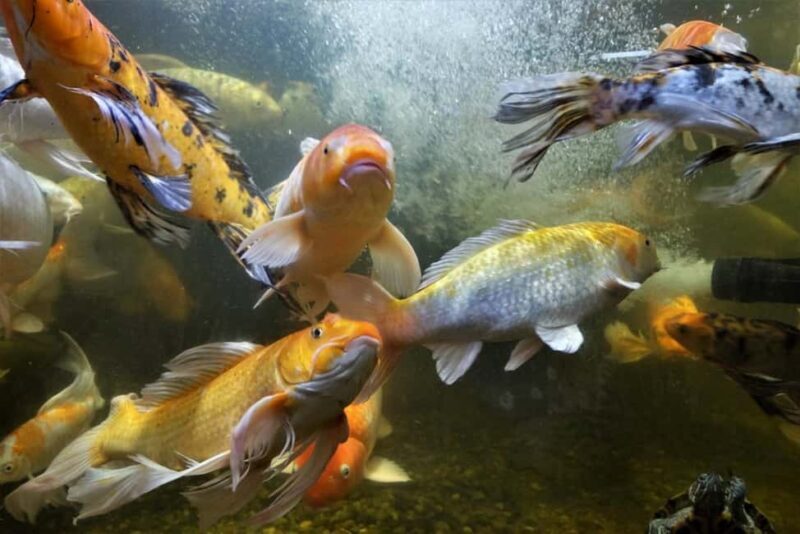 Austin Aquarium Entry Ticket - A Deep Dive into the Austin Aquarium Experience