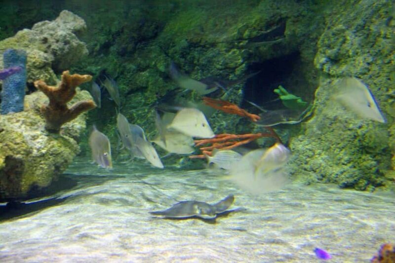 Austin Aquarium Entry Ticket - FAQ