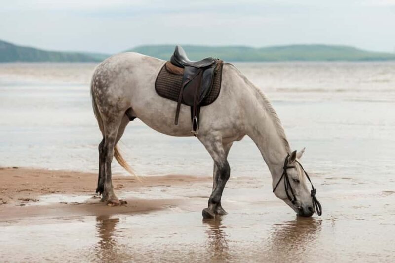 Australia: Beach Horse Ride and Lagoon Swim with Photos - Practical Tips for Your Ride